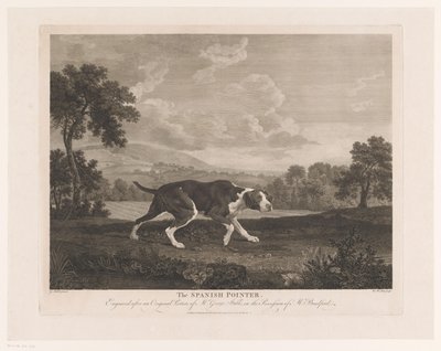 Spanish Pointer in Landscape by William Woollett