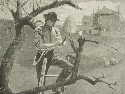 Spring Farm Work - Grafting by Winslow Homer