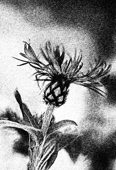 Delicate Flower Sketch by Ylva Sjögren