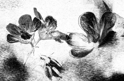Elegant Floral Drawing by Ylva Sjögren