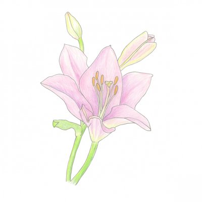 Pink Lily Bloom by Yvonne Gustafsson