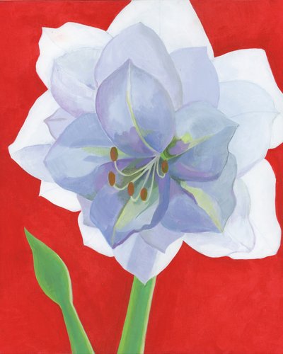 Vibrant Amaryllis Bloom by Yvonne Gustafsson