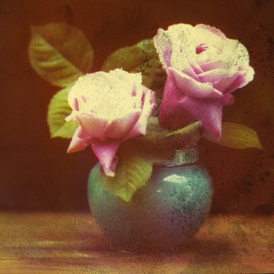 Roses by Frederick (attr. to) Barnard