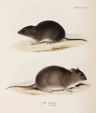 Two Types of Mouse by John Pardon