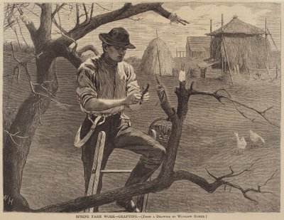 Spring Farm Work - Grafting by after Winslow Homer