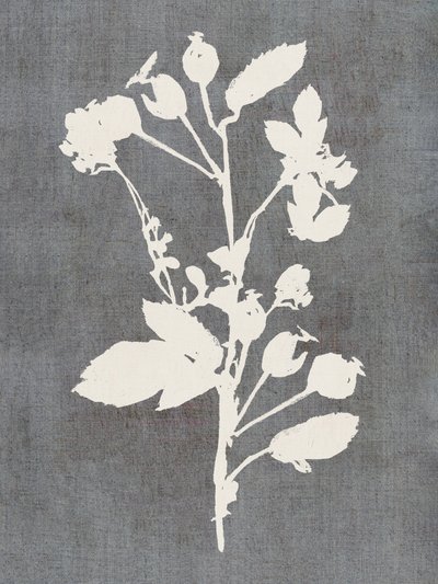 Botanical Rose Silhouette by cartissi