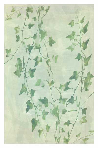 Delicate Green Ivy Vines by cartissi
