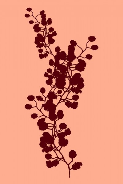 Peach Botanical Silhouette by cartissi