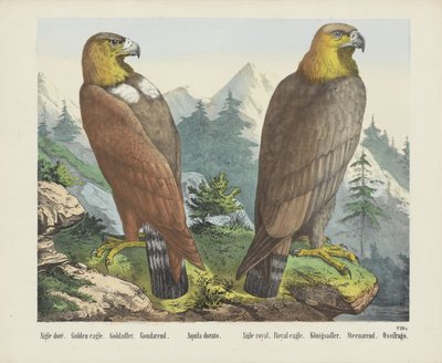 Golden Eagle by firma Joseph Scholz