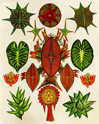 Intricate Nature Illustration by giovanna nicolo