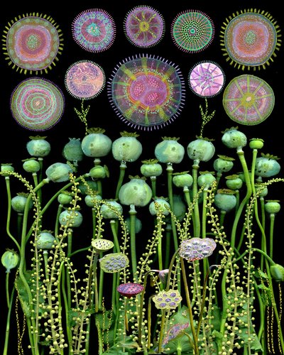 Poppy Pods and Abstract Circles by giovanna nicolo