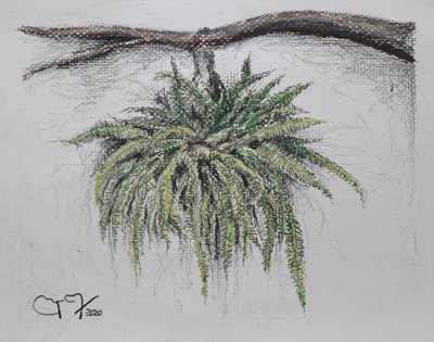 Ornamental Plant - Fern by miguelmendez_art.ve