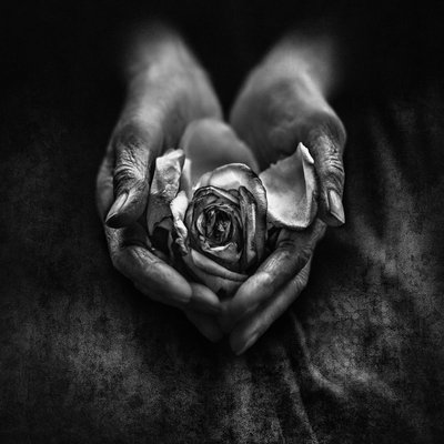 Withered Rose in Old Hands by nima.zadshir