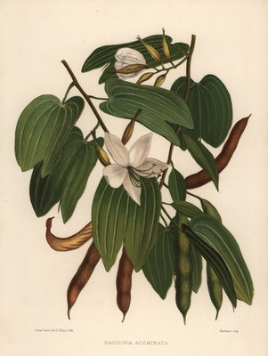 White Orchid Tree Bauhinia Acuminata By Unknown