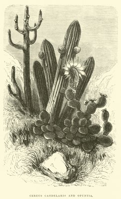 Cereus Cadelaris and Opuntia  by Edouard Riou