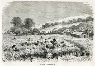 Picking the coca leaves in the Ituata Valley, drawing by E.Riou, to illustrate the journey in the Titicaca region and the valleys of the east of Lower Peru, in 1873 by Paul Marcoy. Engraving in Le tour du monde by Edouard Riou