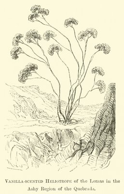 Vanilla-scented Heliotrope of the Lomas in the Ashy Region of the Quebrada  by Edouard Riou