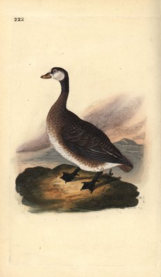 Canada goose Branta canadensis. Handcoloured copperplate drawn
