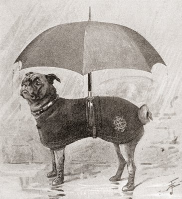A pug wearing boots coat and umbrella to protect it from the rain