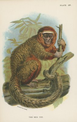The Red Titi By English School As Fine Art Print 524259