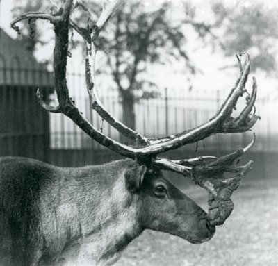 White hotsell reindeer antlers