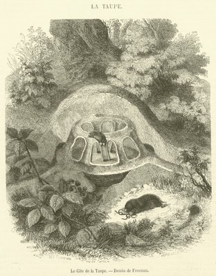 Le Gite De La Taupe Engraving By French School