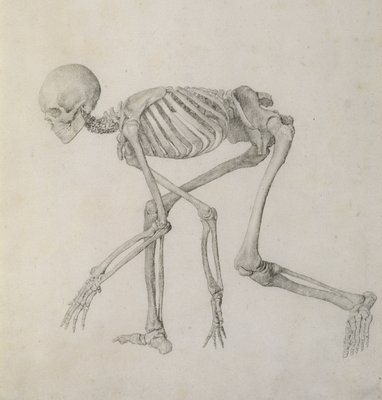 Human Skeleton Lateral View In Crouching Posture From