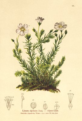 Perennial flax (Linum Alpena, Linum perenne)