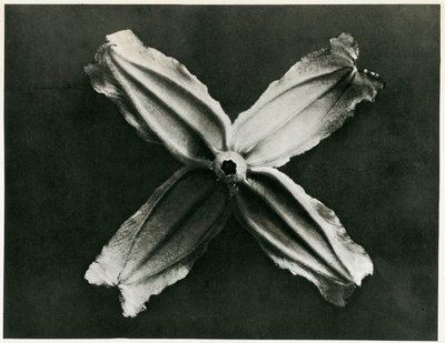 Clematis Integrifolia, 1929 (photogravure) (#241036)