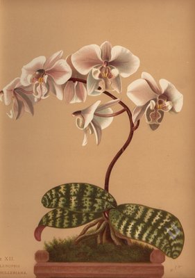 Phalaenopsis schilleriana deals
