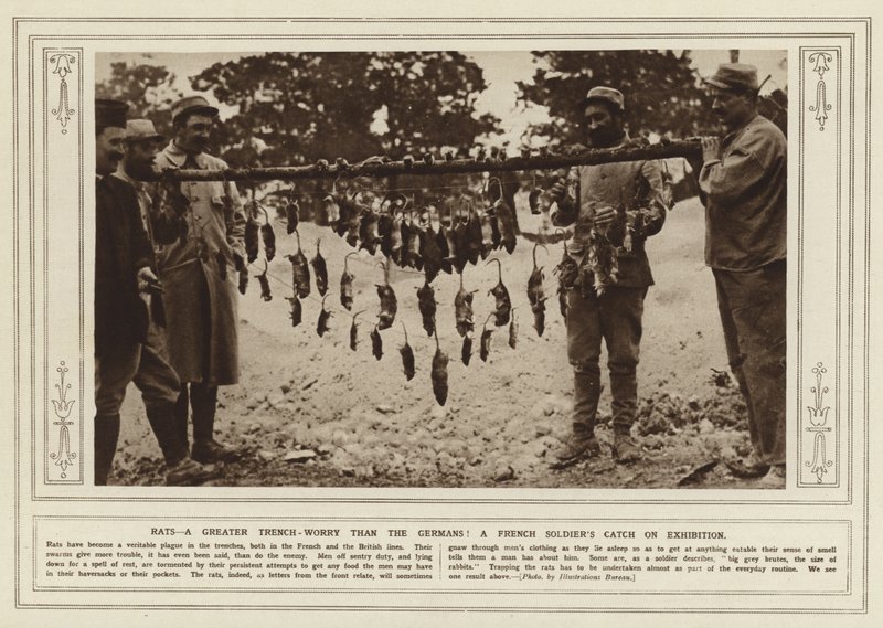 Rats, a Greater Trench-Worry than the Germans! A French Soldier