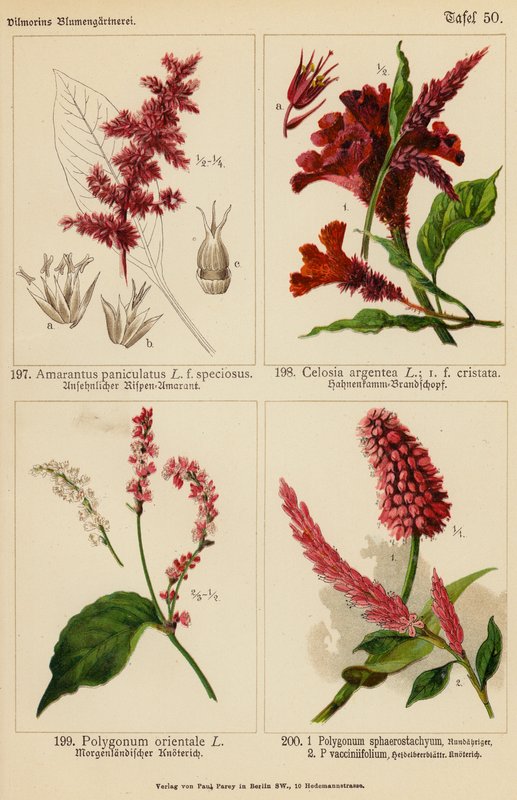 Amarantus Paniculatus, Celosia Argentea, Polygonum Orientale, Polygonum Sphaerostachyum, Polygonum Vacciniifolium by (after) German School