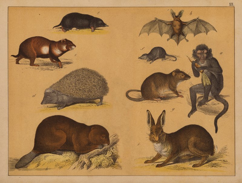 Animals by (after) German School