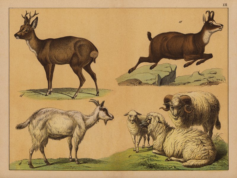 Deer, sheep and goats by (after) German School