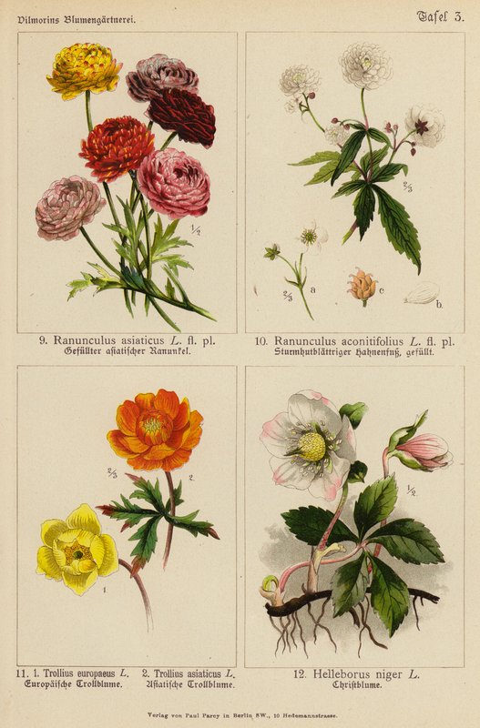 Ranunculus Asiaticus, Ranunculus Aconitifolius, Trollius Europeaeus, Trollius Asiaticus, Helleborus Niger by (after) German School
