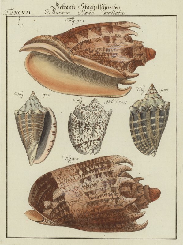 Shells by (after) German School
