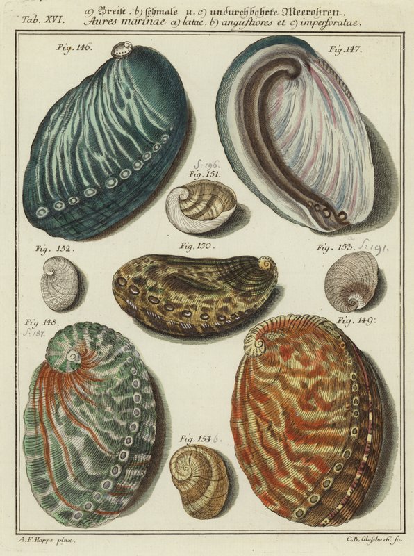 Shells by (after) German School