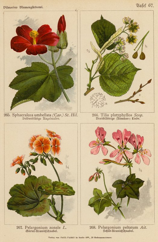 Sphaeralcea Umbellata, Tilia Platyphyllos, Pelargonium Zonale, Pelargonium Peltatum by (after) German School