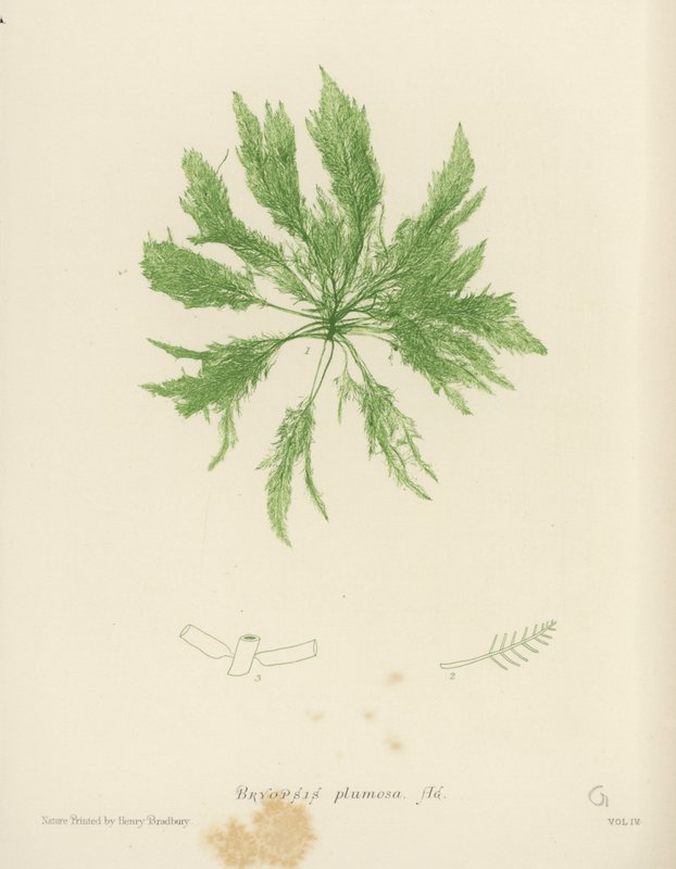 British Sea-Weed by English School