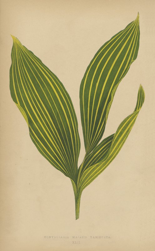 Convallaria Majalis Variegata by English School