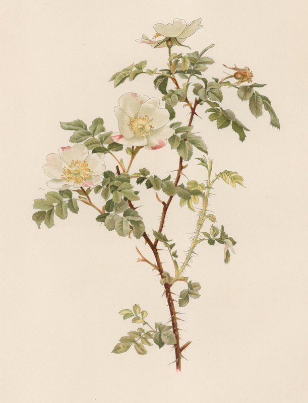 English Rose by English School