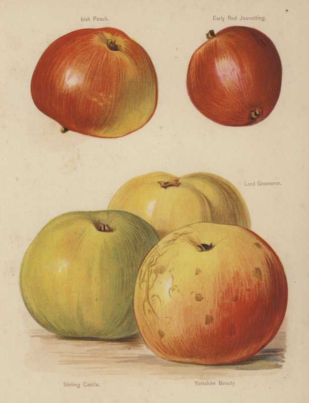 Irish Peach, Early Red Joanetting, Lord Grosvenor, Stirling Castle, Yorkshire Beauty by English School