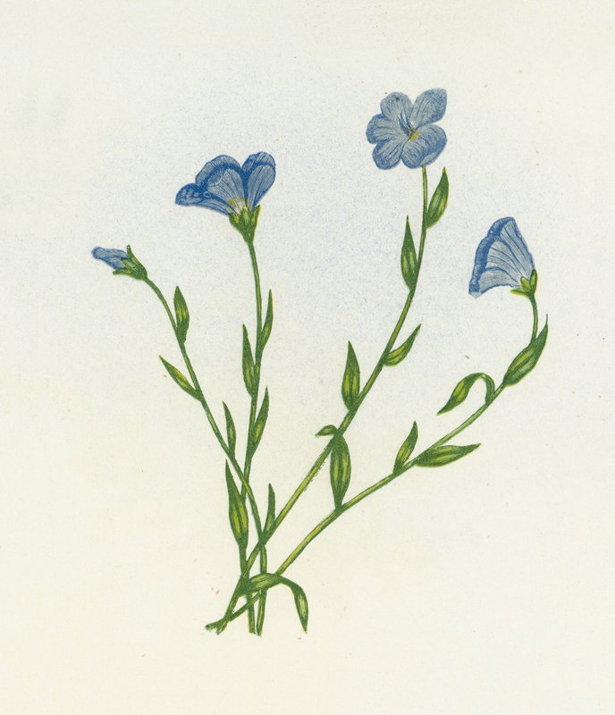 Narrow-Leaved Pale Flax by English School