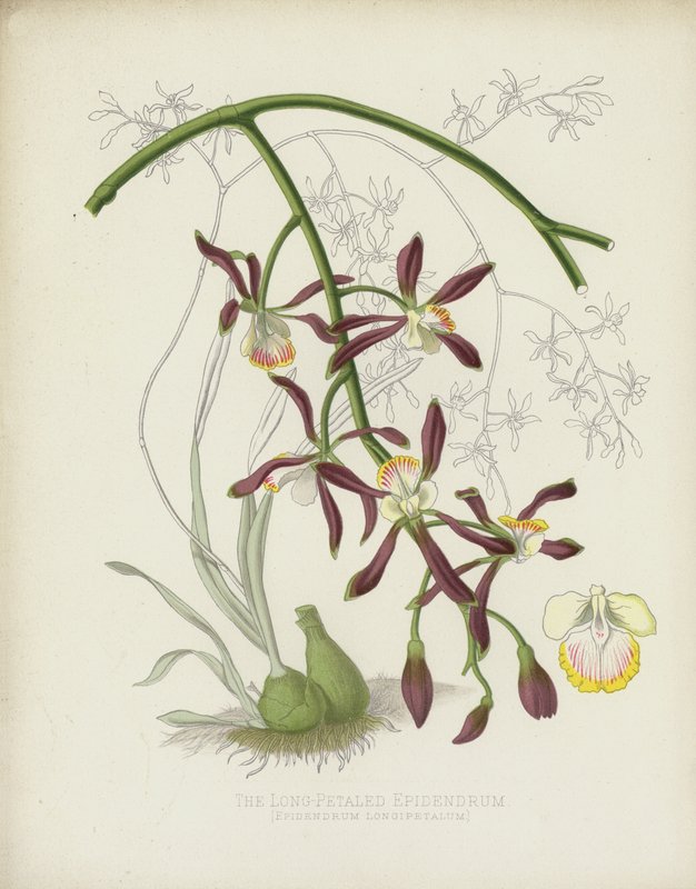 The Long-Petaled Epidendrum by English School
