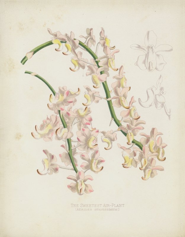 The Sweetest Air-Plant by English School