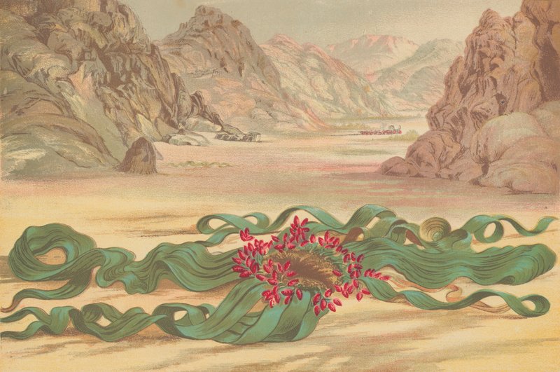 Welwitschia Mirabilis, Plant of South West Africa by English School