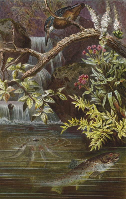 Brown Trout by European School
