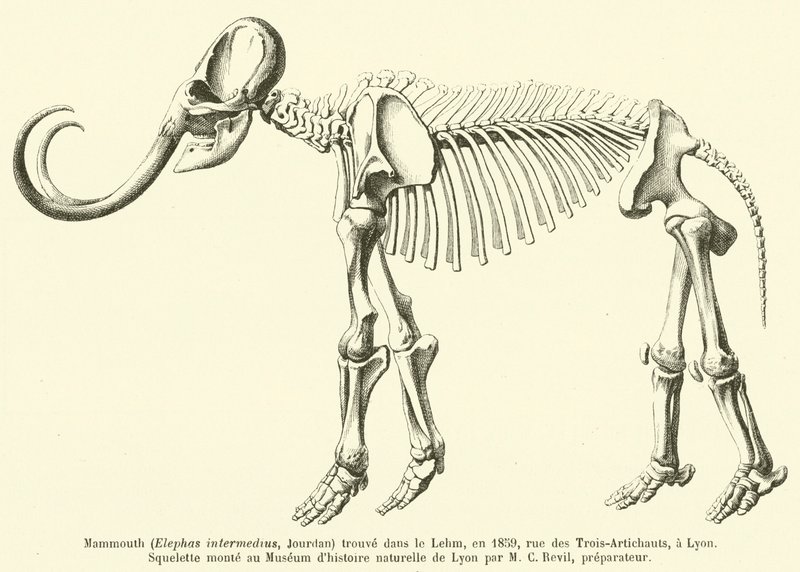 Mammoth (Elephas intermedius, Jourdan) Found in the Loess, in 1859, Rue des Trois-Artichauts, Lyon by French School