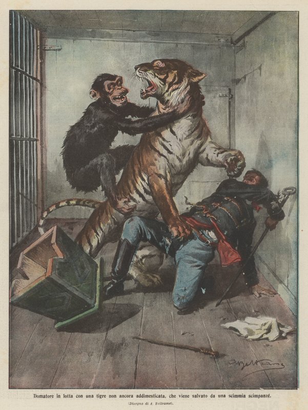 Tamer fighting with a not yet tamed tiger, saved by a chimpanzee by Achille Beltrame