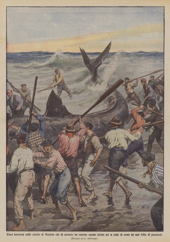 Fierce Storm in the Strait of Messina Strands a Huge Shark, Later Killed with Oars by Achille Beltrame